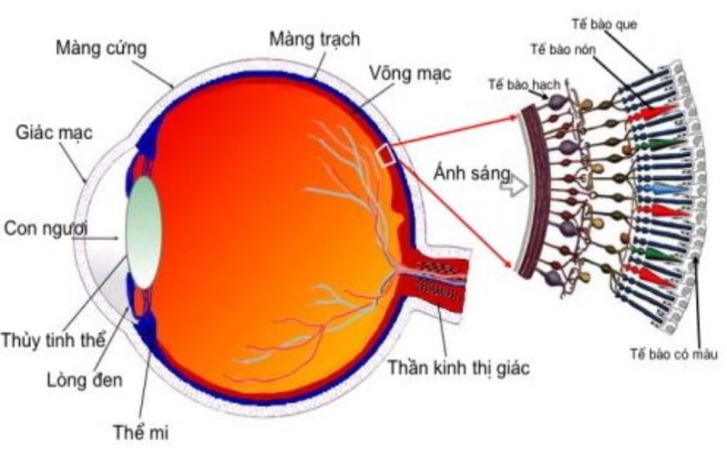 Viêm Võng Mạc Sắc Tố: Chẩn Đoán Và Cách Điều Trị 20200429 034414 562587 tebaoque.max 1800x1800 1